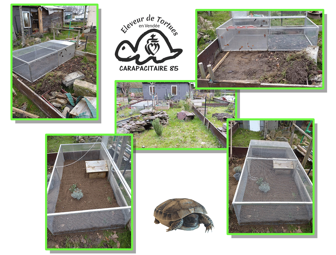 Comment construire un enclos pour tortue de terre - le minimum à